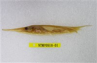 藏品(條紋鰕魚)的圖片